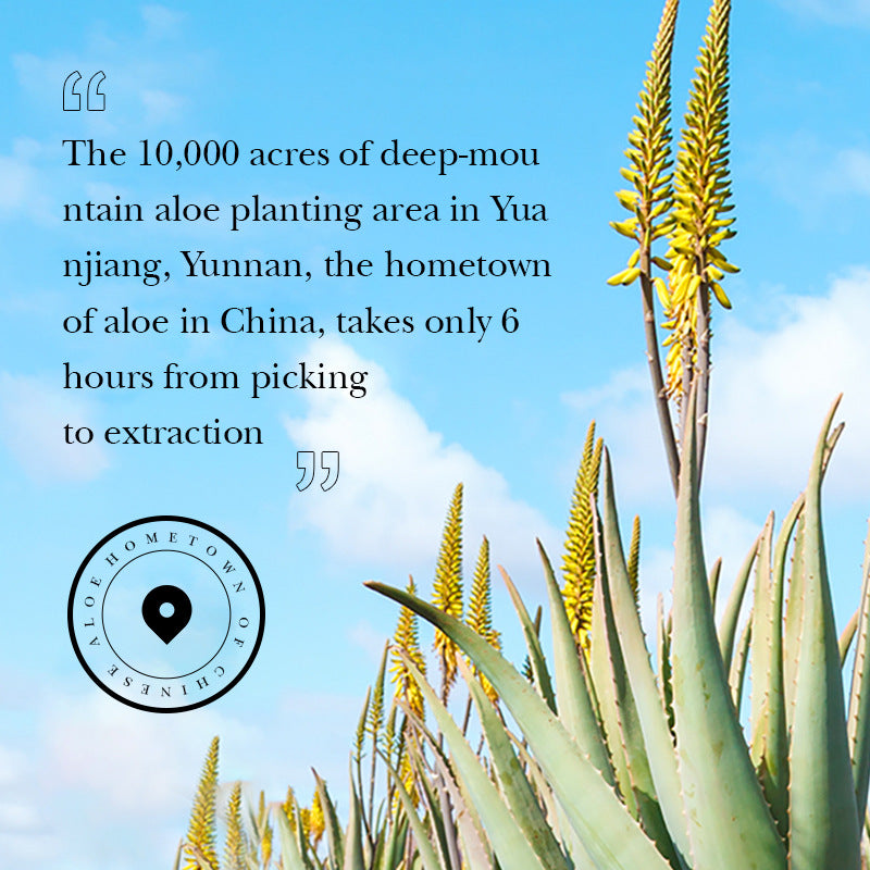 Aloe Vera Beauty Air Cushion Bb Cream, Not Easy To Card Powder Isolation Concealer Mushroom Air Cushion